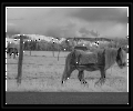 Old Horse Infrared