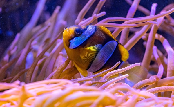 Mit seinen Farben ist er in den Korallen perfekt getarnt