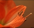 Amaryllisblüte