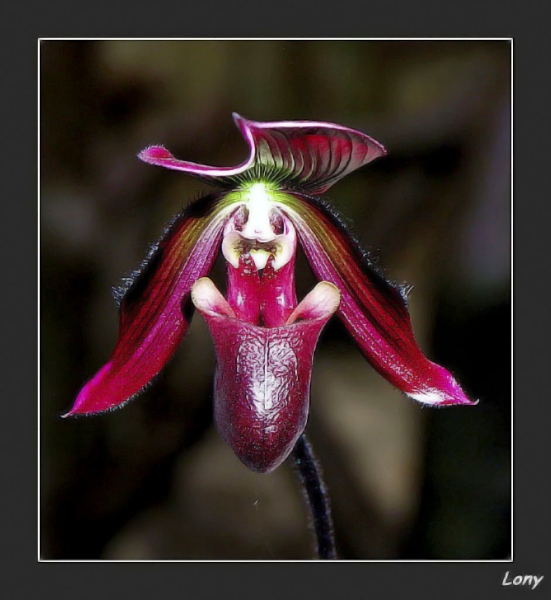 Witzige Orchidee