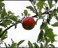 Der letzte Apfel am Baum