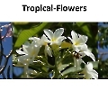 Tropical-Flowers