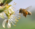 Die fleißige  Biene 