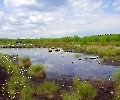 Moorgrassblüte Himmelmoor