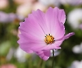 Pink Blüte