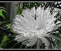 Corlocay - Kaktusblüte