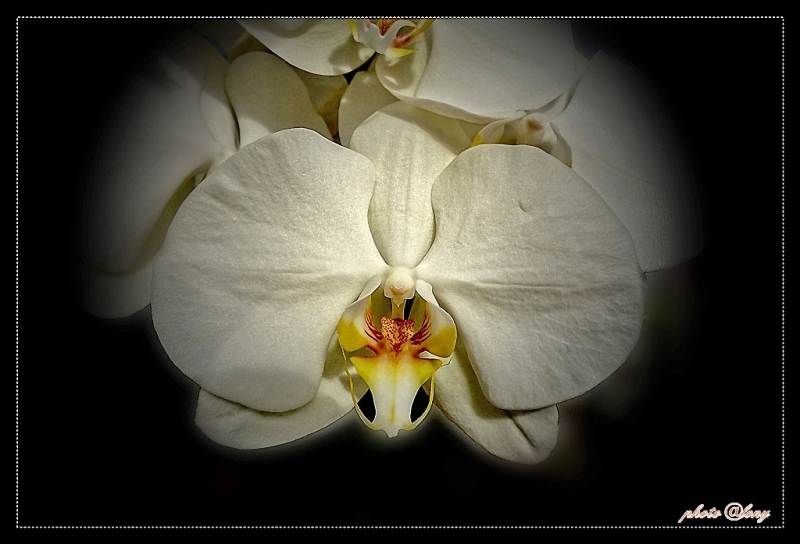 Der Orchidee mal ins Herz geschaut