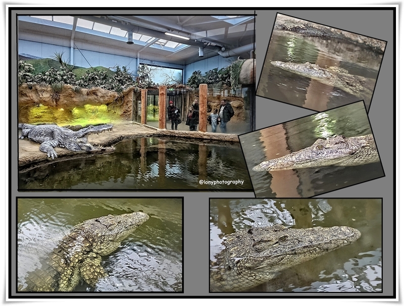 Safaripark: Aligator,oder  Krokodil 