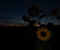Feld und Wiese