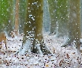 Winterlandschaften
