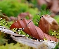 Natur