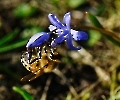 Natur