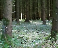 Wald