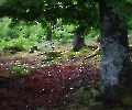 Wald