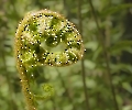 Natur