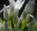 Natur
