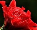 Amaryllisblüte