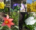 Blumen-Collage