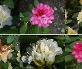 Rhododendron-Mosaik