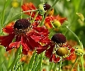 Sonnenhut auch Echinacea