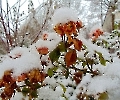 Schneebedeckte Rosen