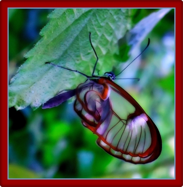 glasswingedbutterfly