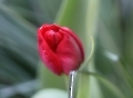 Noch am Aufgehen ist diese Tulpe, ein zaghaftes Öffnen