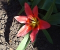 Erste Tulpe im Garten blüht
