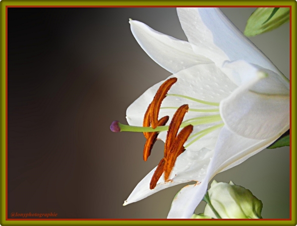 Liliendetail vom Blumenstraus