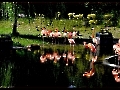 Bei den Flamingos im Krefelder Zoo