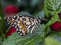 Kalkschmetterling (Papilio demoleus)