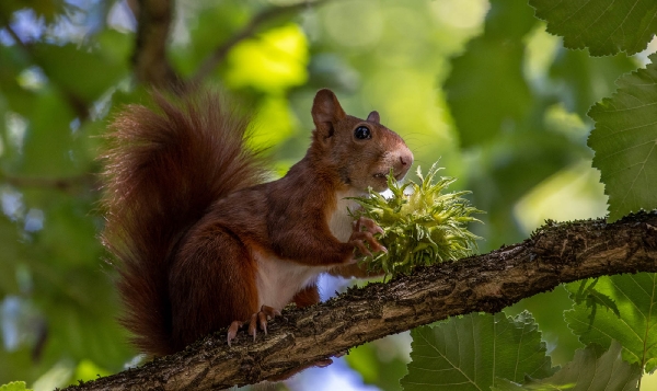 Wer derzeit Eichhörnchen fotografieren will