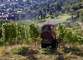 Auch im  Weinbau kann man auf Spritzmittel 