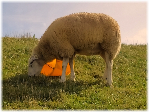 Das Eimer-Schaf...