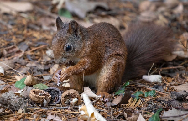 Eichhörnchen vergaben ja die Nüsse