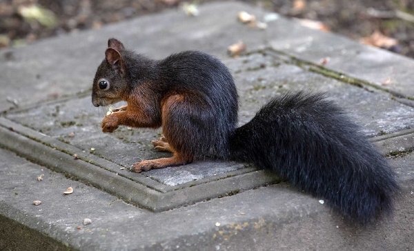 Er ist das schönste Eichhörnchen  auf dem  Friedhof