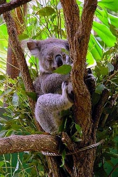 Ein Koalabär...