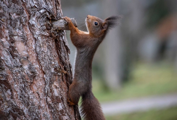 Der kleine uns sehr nervöse Eichhörnchenbock