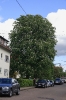 Die volle Größe des blühenden Baums 
