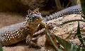 Reptilien