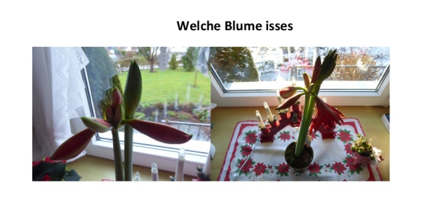 Welche Blume isses...