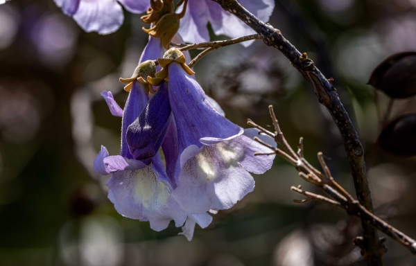 Das ist eine Blüte vom Blauglockenbaum. (Paulownia tomentosa)