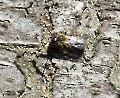 Wer kennt dieses Tier - Fliege od. Käfer???