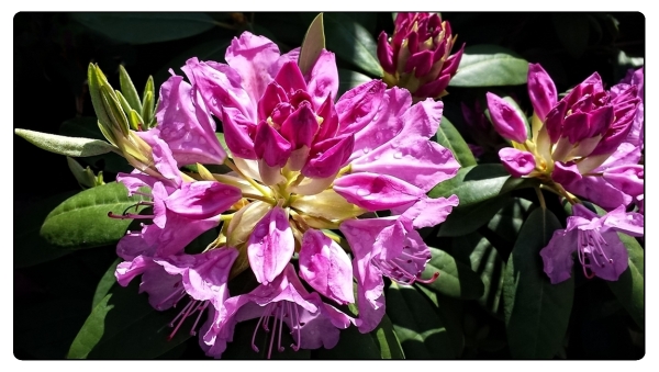 Wie schön der Rhododendron blüht
