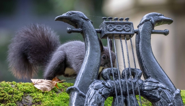 So eine Harfe als Grabschmuck ist auch ein gutes Eichhörnchen-Versteck