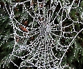 Spinnennetz im Frost