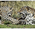 Zootiere