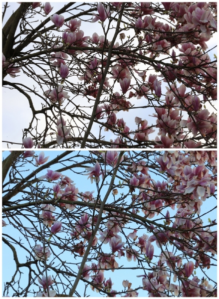 Etwas weniger spektakulär, aber wenn der Magnolienbaum auf der anderen Straßenseite schonmal blüht..