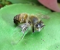 kleine Biene