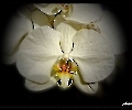 Der Orchidee mal ins Herz geschaut
